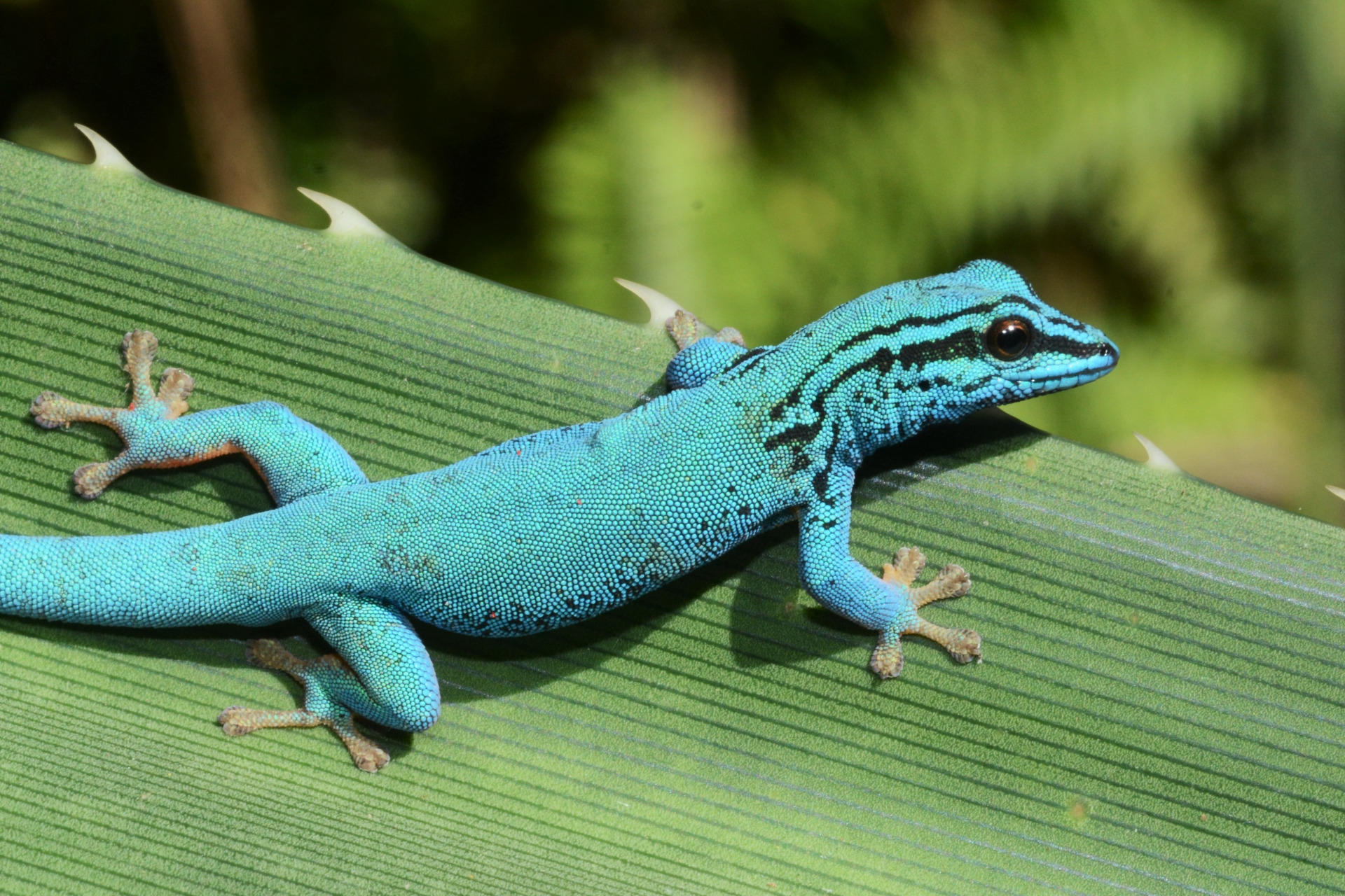 2024_01_31_ZdJ_Gecko_Himmelblauer Zwergtaggecko_(c)C. Kilawe