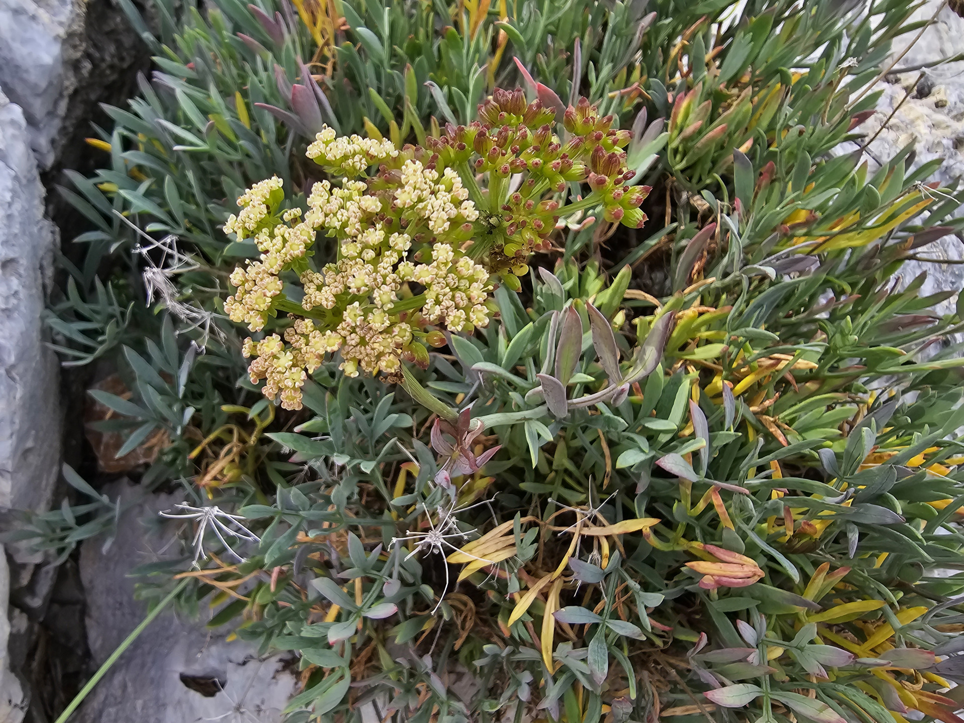 Meerfenchel