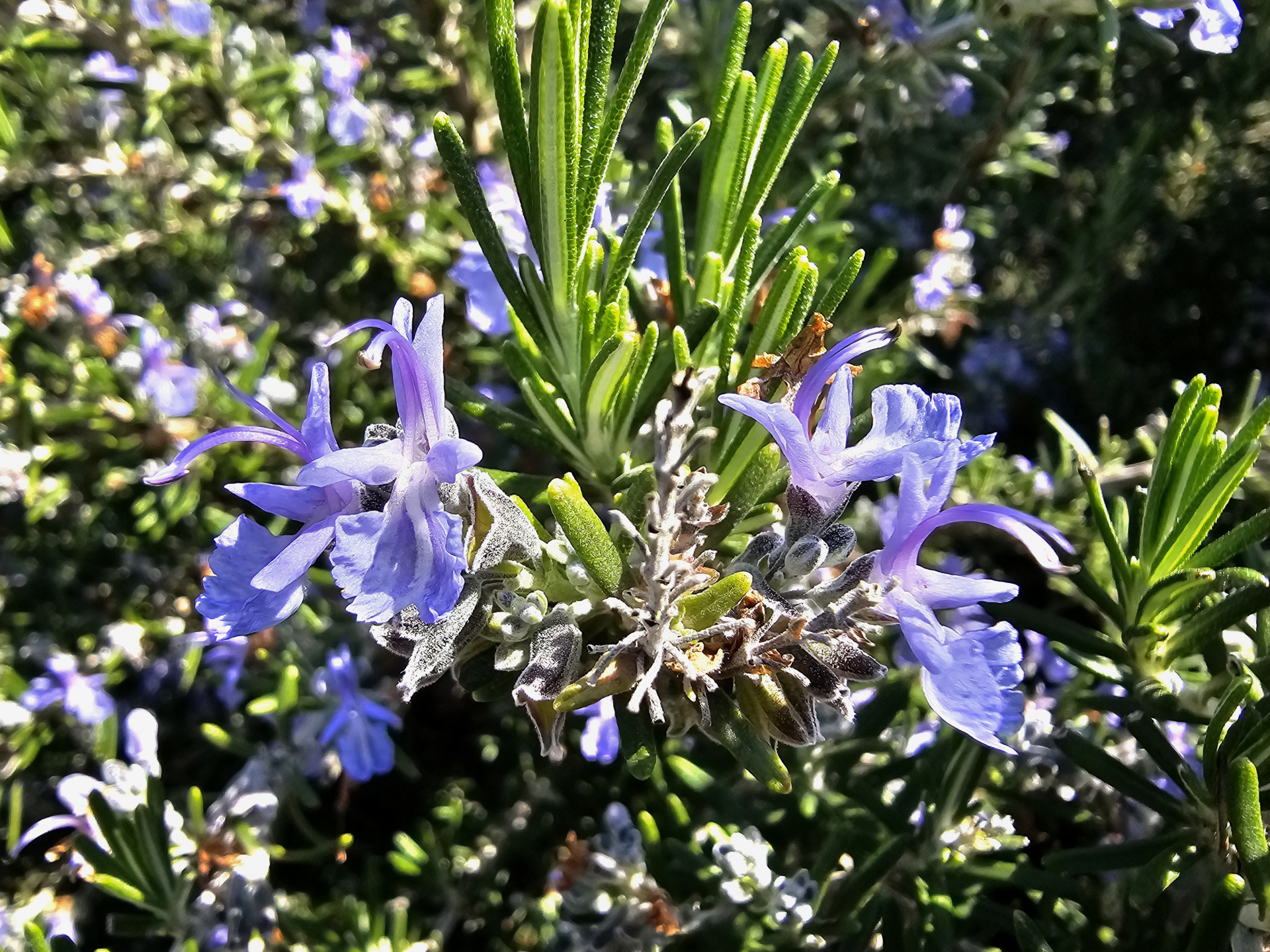 Rosmarin Griechenland Hellas-Bote