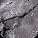 Älteste Hautabdrücke von Reptilien im Thüringer Wald entdeckt DSC_0655b_3