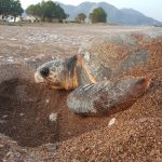 Sea turtle nesting