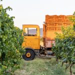 Manolesaki Estate: Ein Weingut im Wandel der Rebenlandschaft von Drama _W8A4902