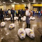 Gold aus dem Mittelmeer: Wie griechischer Thunfisch Japans Sushi-Markt antreibt – und die Meere unter Druck setzt Japan Fischmarkt (3)