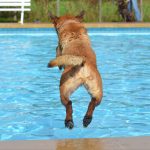 825545-dog-665159