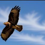 Mäusebussard
