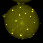 xxx-carrier-plos-crystals