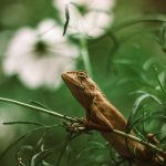 hhtruong97-iguanas-6065670