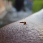 Fieber nach Mückenstich: Wann an West-Nil-Fieber zu denken ist himasrafeek-mosquito-2566773